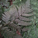 Creeping Shield Fern - Photo no rights reserved, uploaded by Peter de Lange