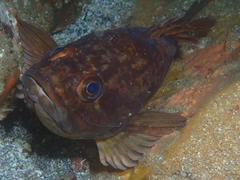 Sebastes caurinus