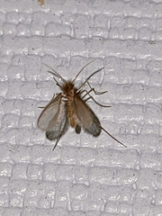 Phlebotominae