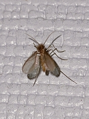 Phlebotominae