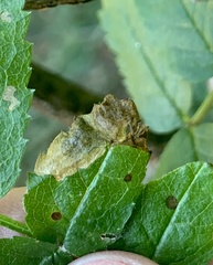 Orchestes pallicornis