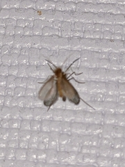 Phlebotominae