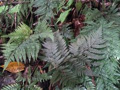 Parapolystichum microsorum pentangulare