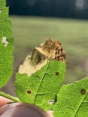 Orchestes pallicornis