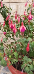 Fuchsia