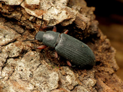 Xylopinus saperdoides