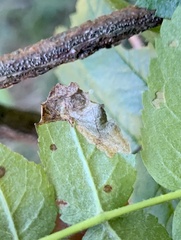 Orchestes pallicornis