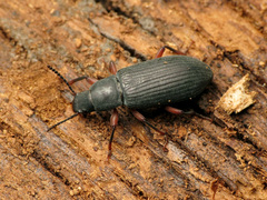 Xylopinus saperdoides