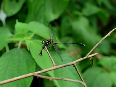 Stylogomphus tantulus