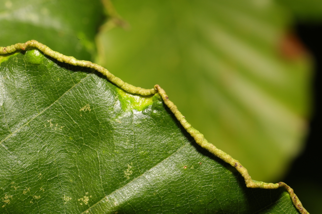 Acalitus stenaspis