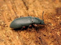 Xylopinus saperdoides
