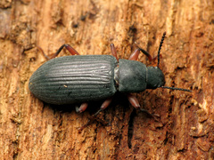 Xylopinus saperdoides
