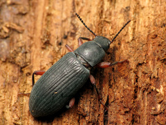 Xylopinus saperdoides