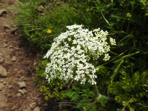 Image of Chaerophyllum villarsii by (c) Yves Bas, some rights reserved (CC BY)