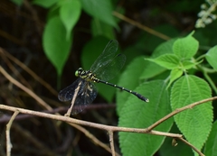 Stylogomphus tantulus