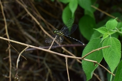 Stylogomphus tantulus