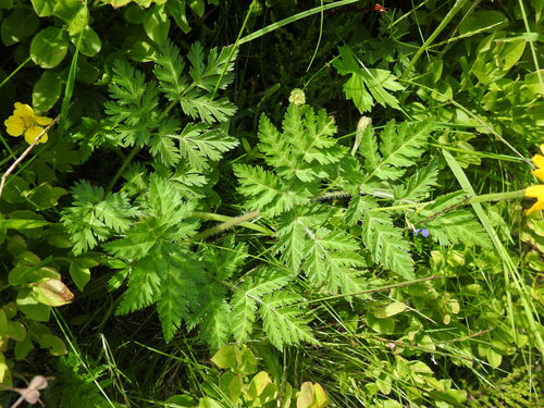 Image of Chaerophyllum villarsii by (c) Yves Bas, some rights reserved (CC BY)