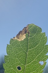 Orchestes pallicornis