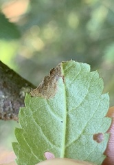 Orchestes pallicornis