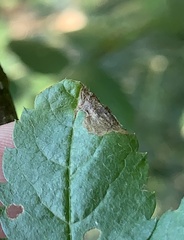 Orchestes pallicornis