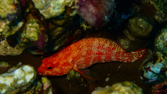 Cephalopholis urodeta