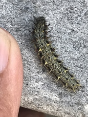 Nymphalini