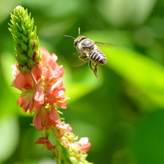 Megachile subrixator