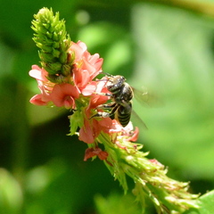 Megachile subrixator