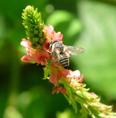 Megachile subrixator