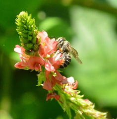 Megachile subrixator