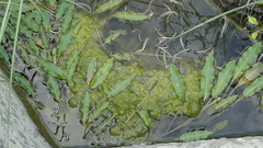 Potamogeton wrightii