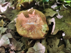 Rubroboletus legaliae
