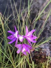 Calopogon
