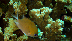 Pycnochromis amboinensis