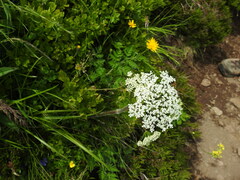 Chaerophyllum villarsii