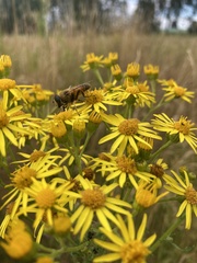 Eristalis tenax