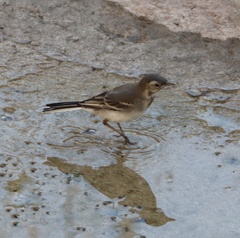 Motacilla alba