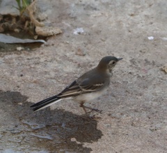 Motacilla alba