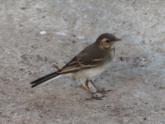 Motacilla alba