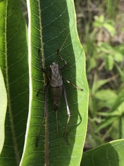 Atlanticus testaceus