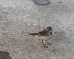 Motacilla alba