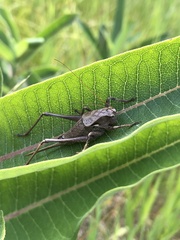 Atlanticus testaceus
