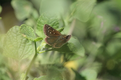 Piruna cyclosticta