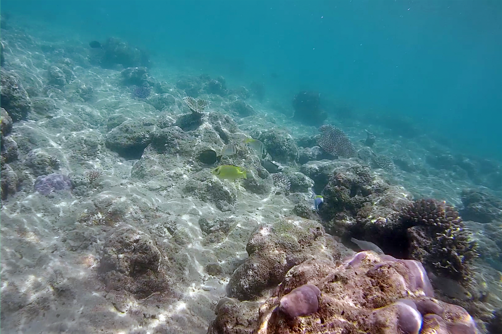 Blue-spotted spinefoot