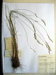 Poa urssulensis