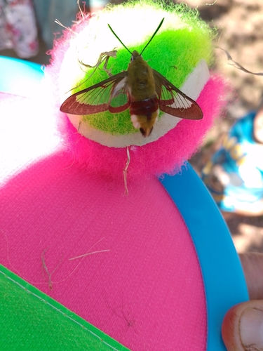 Hemaris fuciformis