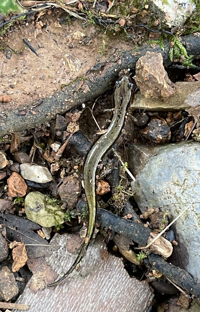 Southern Two-lined Salamander from Campbell Station Park, Farragut, TN ...