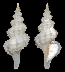 Veprecula