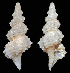 Veprecula