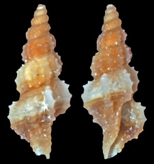 Veprecula